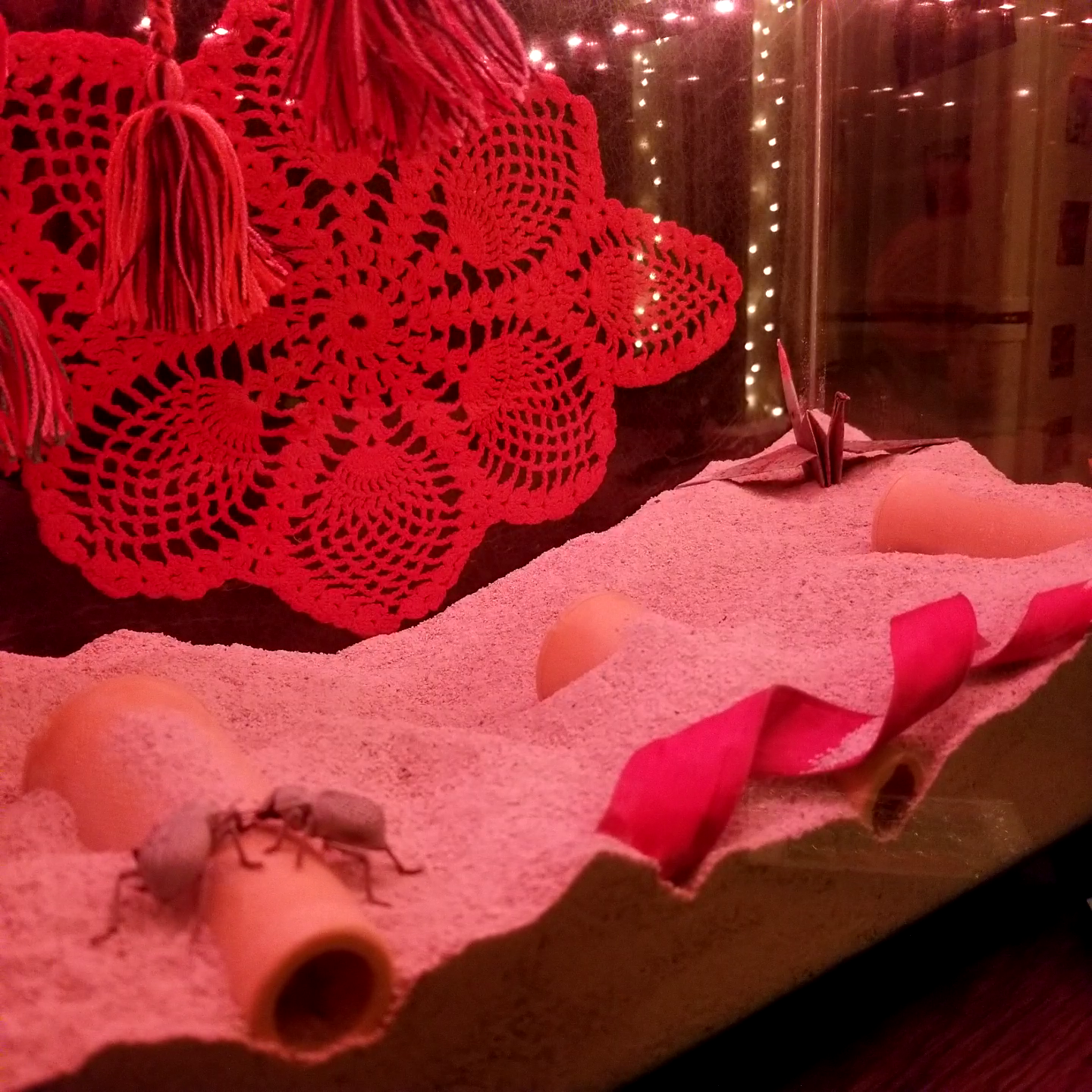 inside of beetle tank with white sand and pink crochet backdrop